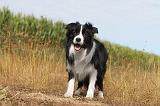 BORDER COLLIE 005